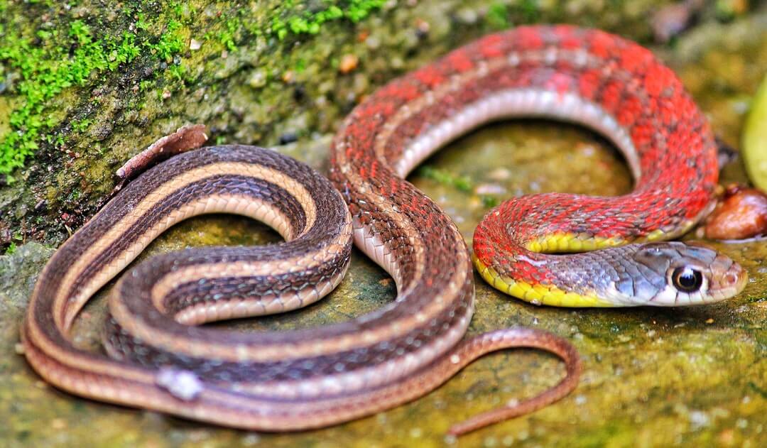 Random venomous looking red striped snake.